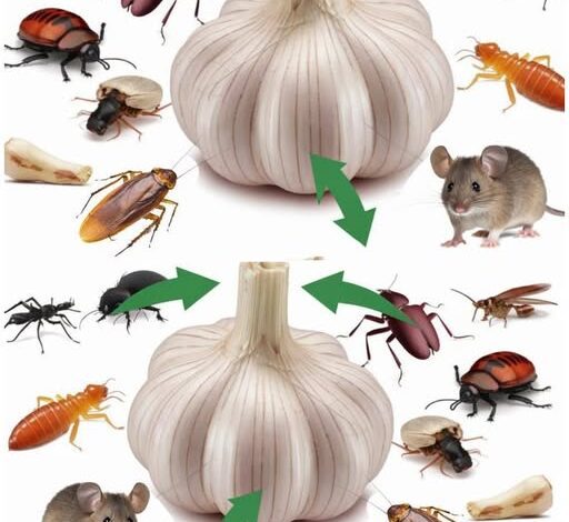 Cómo usar el ajo para deshacerse de plagas como ratones, moscas, piojos, cucarachas, mosquitos y otros insectos de cocina 1
