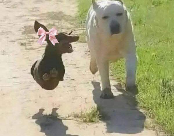 Muchos cometen este error: qué hacer cuando te encuentras con un perro agresivo 1