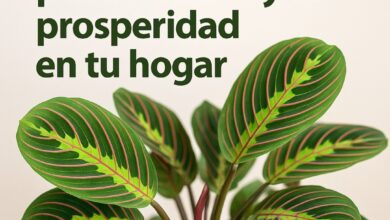 La planta que “reza” para atraer suerte y prosperidad a tu hogar 2