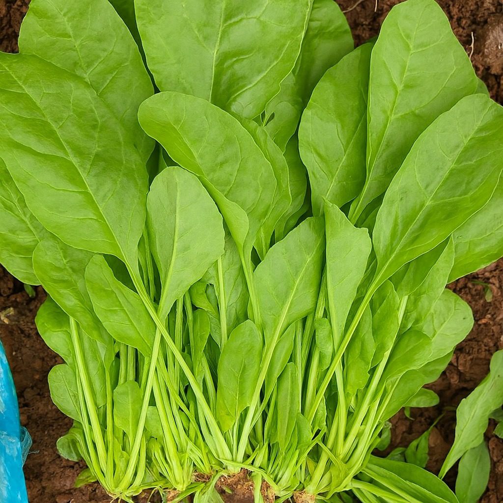 581338154_1254086676744794_1850255128012733983_n