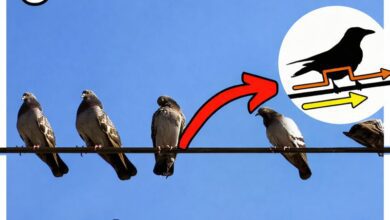 ¿Por qué los pájaros no se electrocutan en los cables de alta tensión? 2
