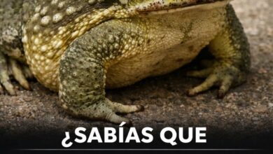 ¿Sabías que los sapos llegan a tu casa cuando…? 12