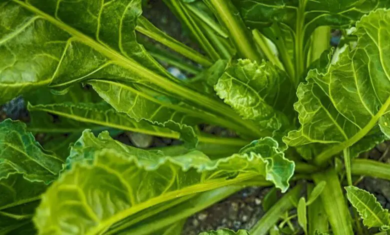 Los médicos revelan que la espinaca puede causar molestias en algunas personas: lo que realmente dicen los expertos 1