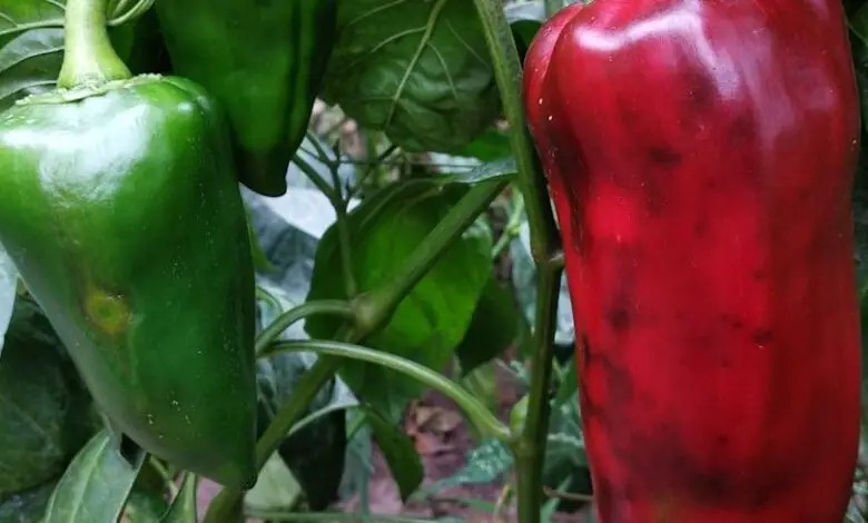 Los médicos revelan qué pueden causar los pimientos: beneficios, riesgos y quién debería comerlos con cuidado 1