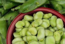 Médicos revelan que el consumo de habas provoca…