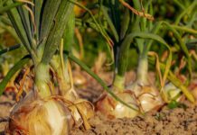 Los médicos revelan que consumir cebolla provoca…