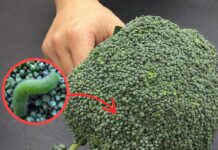 Lavar el brócoli solo con agua está mal: Esta es la forma correcta.