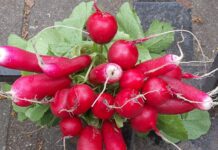 Especialistas revelan que consumir esta hortaliza puede provocarte