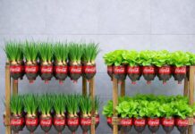 Jardín vertical con botellas plásticas: cultiva lechuga y cebolla de verdeo en casa fácilmente.