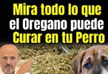 Mira cuántas enfermedades puedes curar con el orégano para perros.