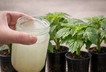 Cómo fortalecer las plántulas y estimular el desarrollo de raíces con una nutrición adecuada.