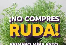 Nunca te contaron esto sobre la ruda: Últimos descubrimientos.