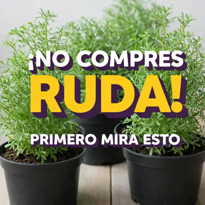 671294980_1370342845119176_4334423617431712754_n