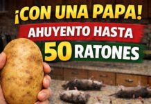 Cómo eliminar ratones y ratas fácil y en minutos.