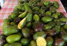 Los médicos revelan que comer aguacate provoca…