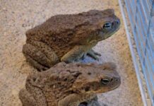 ¿Sabías que los sapos vienen a tu casa cuando…?