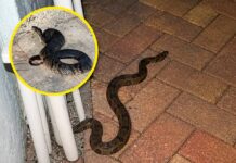 Sabias que las SERPIENTES aparecen en tu casa cuando…