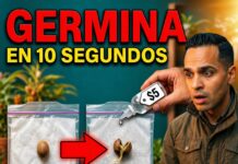 Este truco económico puede ayudar a que las semillas germinen más rápido y con mejores resultados.