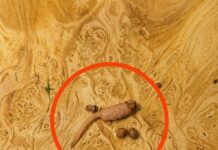 Estaba cocinando carne molida y cuando la saqué de la sartén, noté un objeto extraño que no parecía carne. ¿Alguien sabe qué es esto?