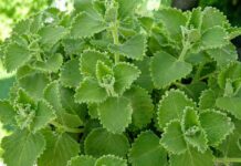 Solo 1 hoja de orégano al día y ya no sufrirás más de…