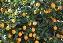 Doctores no recomiendan abusar del limón porque puede provocar…