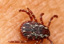 Garrapatas: pequeños intrusos con grandes riesgos — lo que debes saber para protegerte