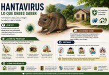 🚨 Expertos revelan cómo evitar el hantavirus antes de que sea demasiado tarde