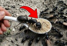 ¡Las hormigas desaparecerán en 1 día! 4 mejores formas de eliminar las hormigas.