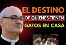 El padre Fortea reveló: El destino de quienes tienen gatos en casa