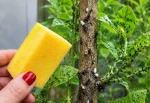Cómo ayudar a controlar plagas comunes del jardín con métodos prácticos y de uso responsable.