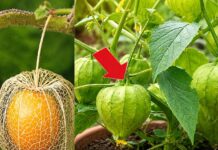 Apenas una hoja de esta planta vale una mina de oro.