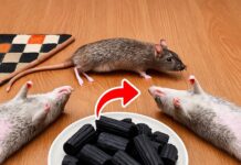 Probé un truco extraño para ahuyentar ratas… ¡De verdad funcionó!