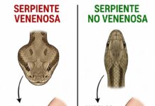 Mordedura de serpiente: no entres en pánico, haz lo siguiente