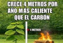 El Árbol Que Crece 4m Por Año: Quema Más Caliente Que El Carbón, Por Qué Su Cultivo Es Ilegal?