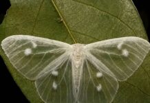 ¿Sabías que las mariposas blancas te visitan cuando…? El hermoso significado detrás de este encuentro