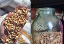 Cómo reutilizar las cáscaras de pistacho y convertirlas en polvo para tu jardín