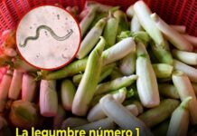 Verduras crudas y parásitos: por qué los expertos advierten sobre los riesgos ocultos en ciertos vegetales