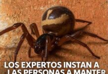 Mantén las ventanas cerradas para evitar que las arañas entren a tu casa