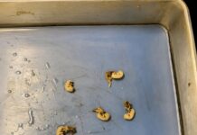 Cuidado con las semillas en tus snacks: riesgos ocultos en alimentos cotidianos
