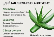 Aloe vera: beneficios reales, usos comunes y precauciones de seguridad que debés conocer
