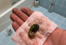 Encontramos esto en nuestro baño y nos llevamos el susto de nuestras vidas: la respuesta era mucho más inesperada de lo que imaginábamos