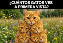 Reto visual viral: ¿cuántos gatos puedes encontrar en esta imagen?