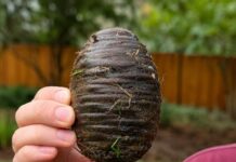 Encontré un objeto extraño en mi patio trasero y descubrí que era un cono de cedro del Himalaya