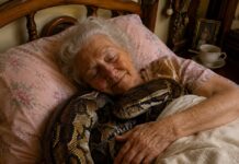 Una mujer de 75 años convivía con una pitón enorme hasta que la reacción de su hija veterinaria le abrió los ojos