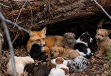 La zorra de Oregón que rescató cachorros abandonados en granjas rurales