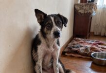 La perrita que me guio hasta sus cachorros: una lección sobre escuchar con el corazón