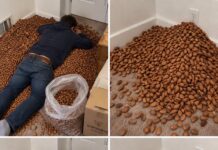 Abrió la pared de su casa buscando el origen de un olor extraño y encontró algo sorprendente