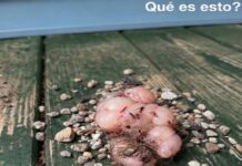 Descubrí algo extraño bajo el porche de mi casa: la historia detrás de mi susto matutino