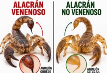 Picadura de alacrán: qué hacer en los primeros minutos para actuar a tiempo