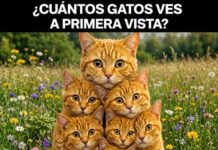 Reto visual viral: ¿cuántos gatos puedes encontrar en esta imagen?